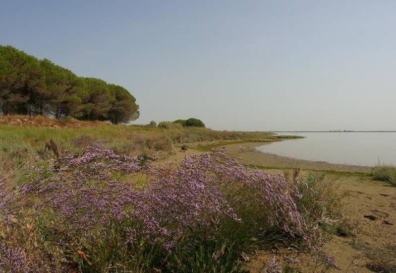 Tagliamento